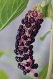 Phytolacca acinosa