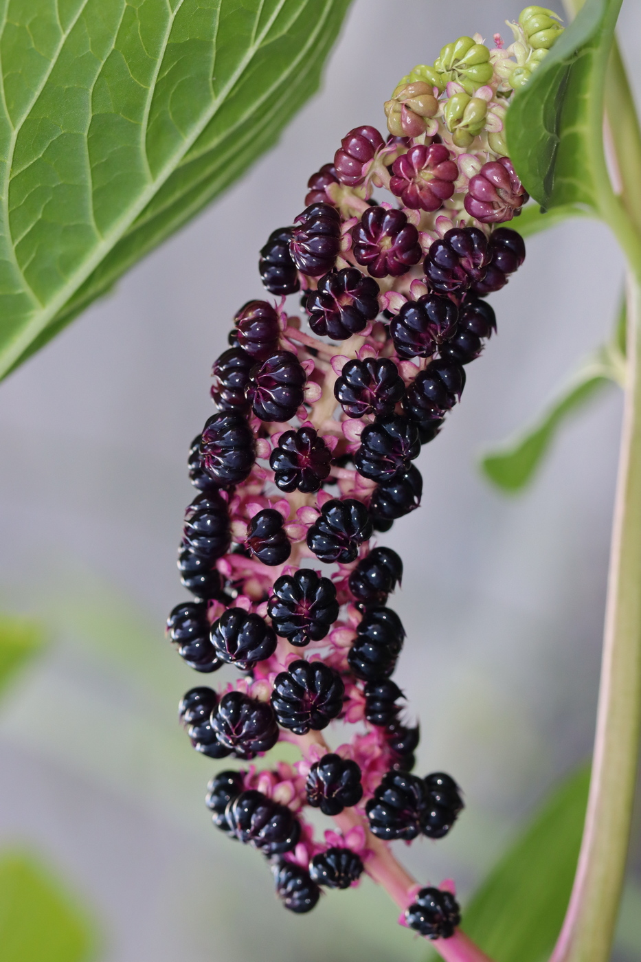 Image of Phytolacca acinosa specimen.