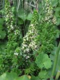 Galium humifusum. Цветущие побеги, поражённые галлами(?). Северная Осетия, Кировский р-н, окр. с. Карджин, рудеральное место. 08.07.2021.