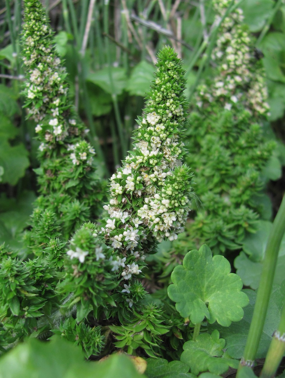 Изображение особи Galium humifusum.