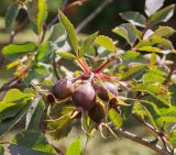 Rosa glauca