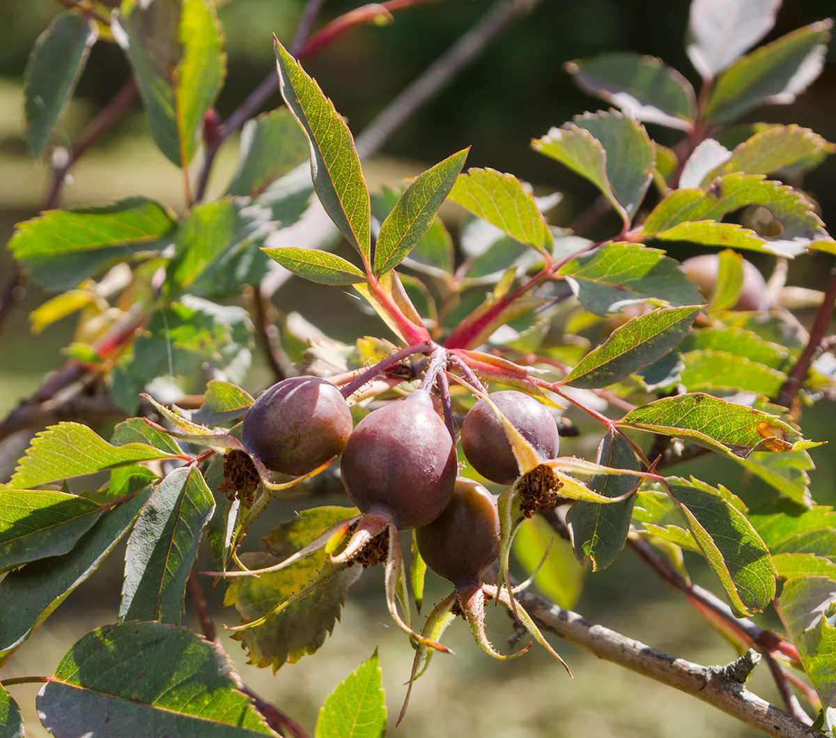 Изображение особи Rosa glauca.