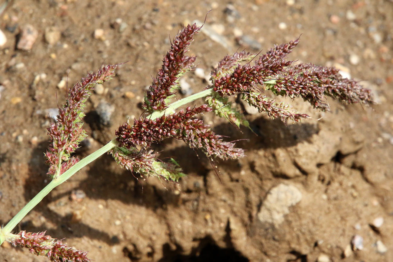 Image of Echinochloa crus-galli specimen.