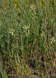 Silene multiflora