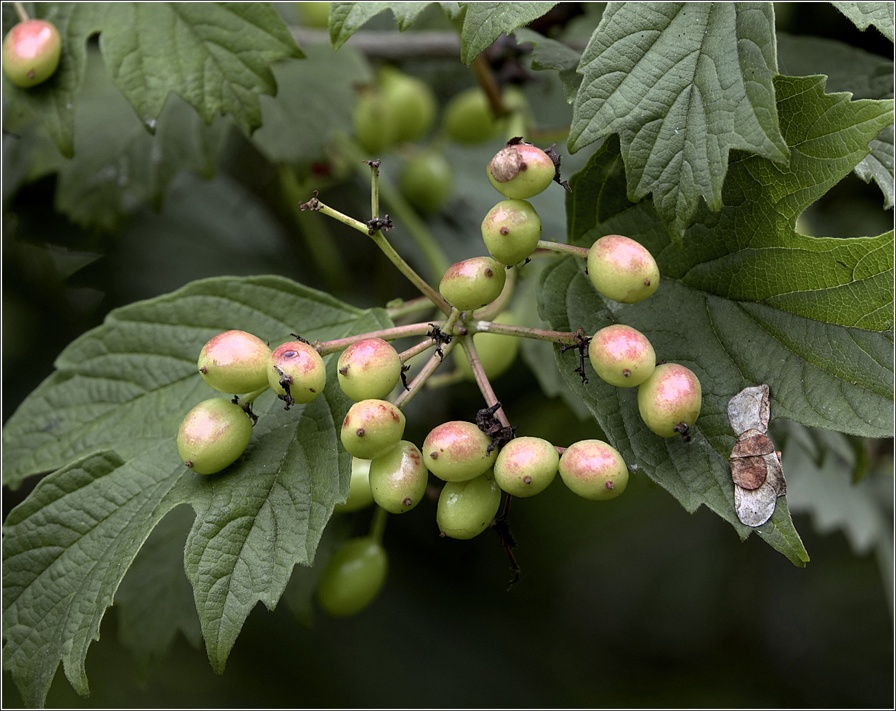 Image of Viburnum opulus specimen.