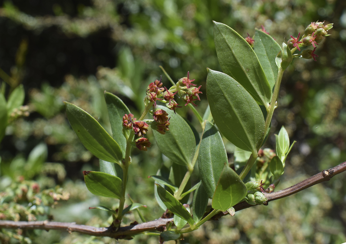 Изображение особи Coriaria myrtifolia.