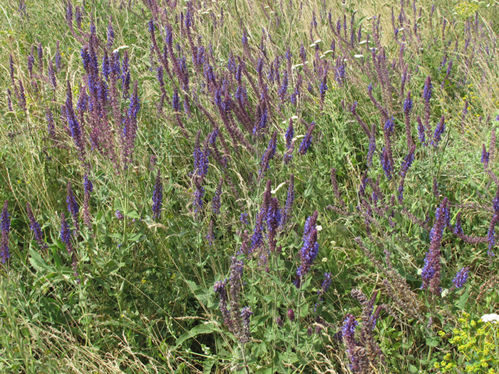 Image of Salvia tesquicola specimen.