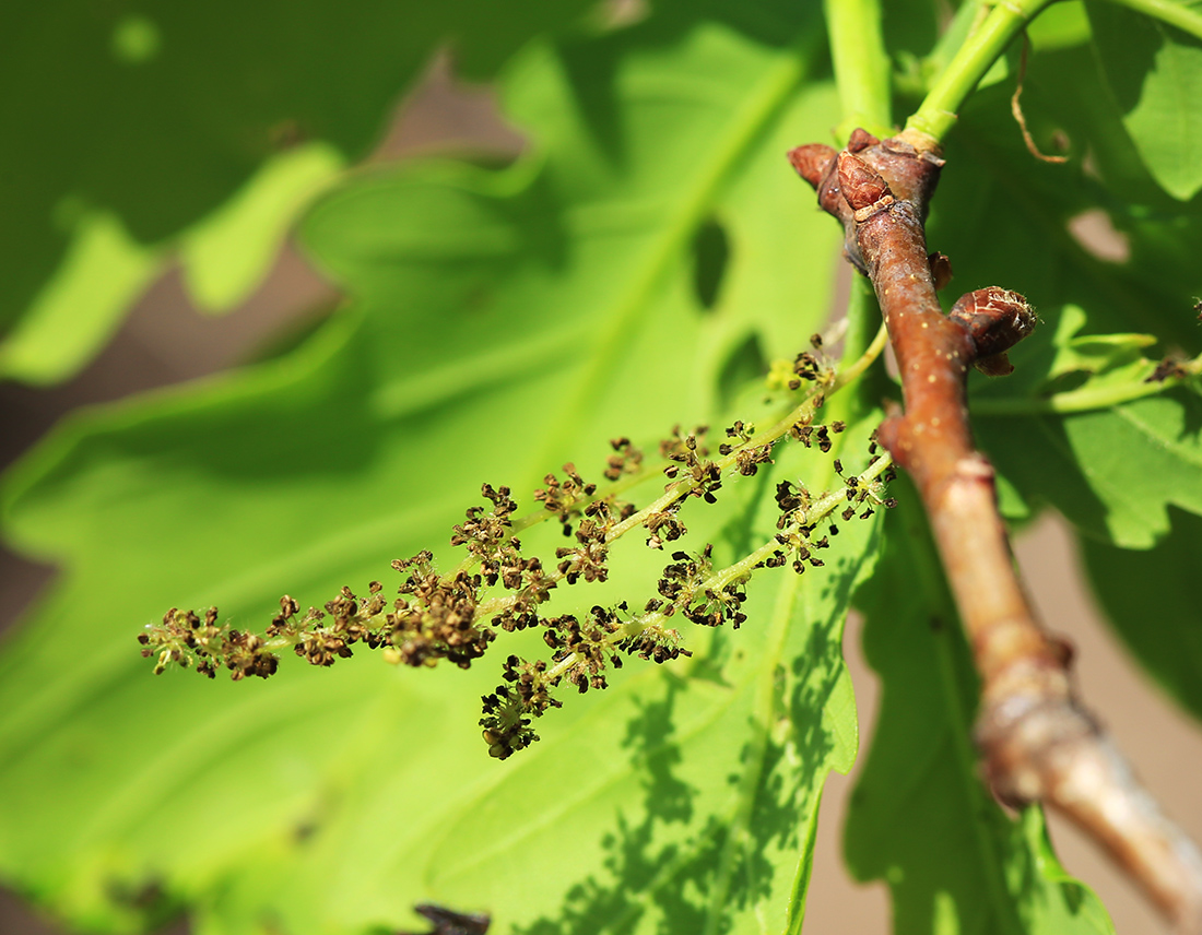 Изображение особи Quercus wutaishanica.