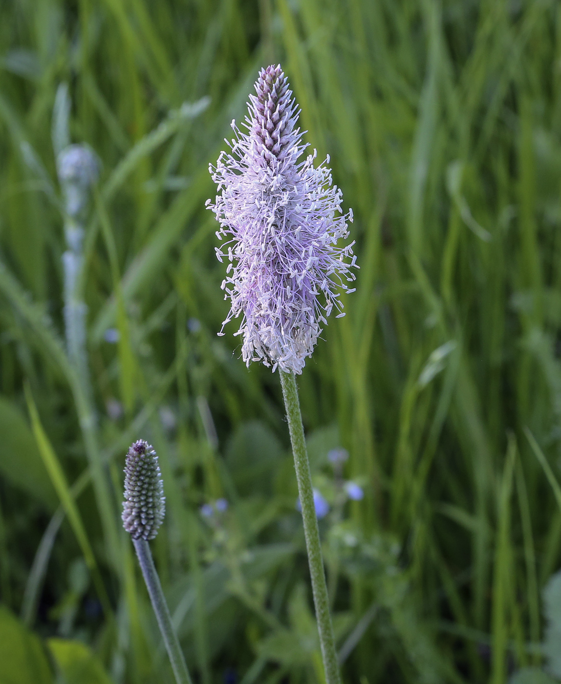 Image of Plantago media specimen.