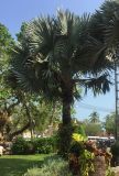 Bismarckia nobilis. Взрослое дерево. Таиланд, остров Пхукет, территория храма Чалонг, в культуре. 03.03.2019.