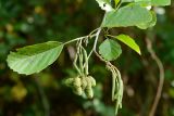 Alnus barbata. Ветвь с соцветиями и соплодиями. Краснодарский край, Лазаревский р-н, мкр-н Дагомыс, гора Успенка, обочина дороги. 29.09.2021.