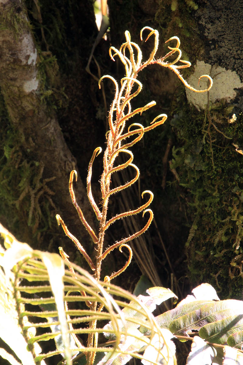 Image of class Polypodiopsida specimen.