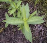 Stachys palustris. Верхушка вегетирующего растения. Ханты-Мансийский автономный округ - Югра, Октябрьский р-н, сельское поселение Курымкары, окр. пос. Горнореченск, правый берег р. Обь, разнотравный сырой луг. 05.09.2022.