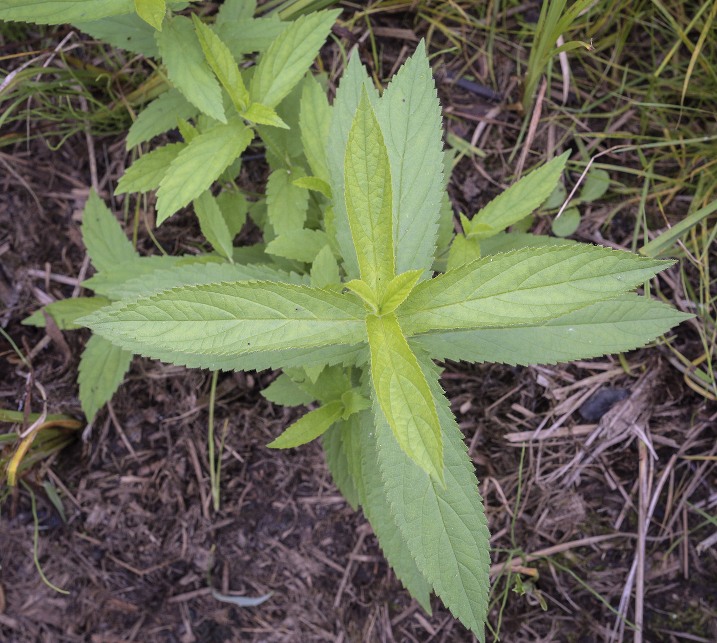 Изображение особи Stachys palustris.