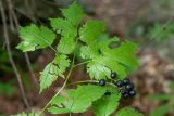 Actaea spicata