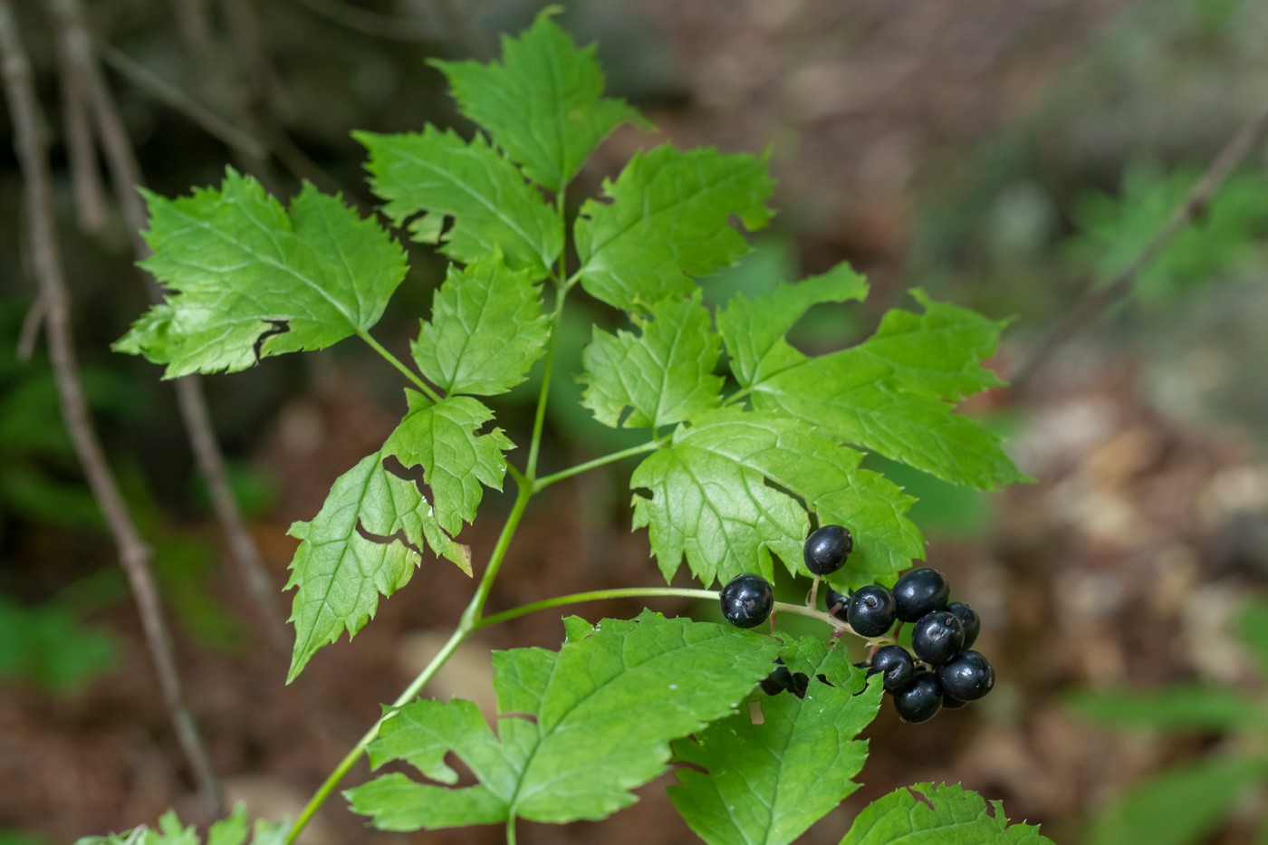 Image of Actaea spicata specimen.