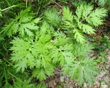 Artemisia maximovicziana