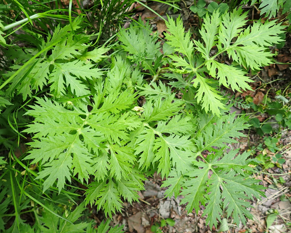 Image of Artemisia maximovicziana specimen.