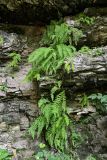 Woodsia caucasica. Цветущие растения. Чечня, Шатойский р-н, Нихалойские водопады, на скале. 26.07.2022.