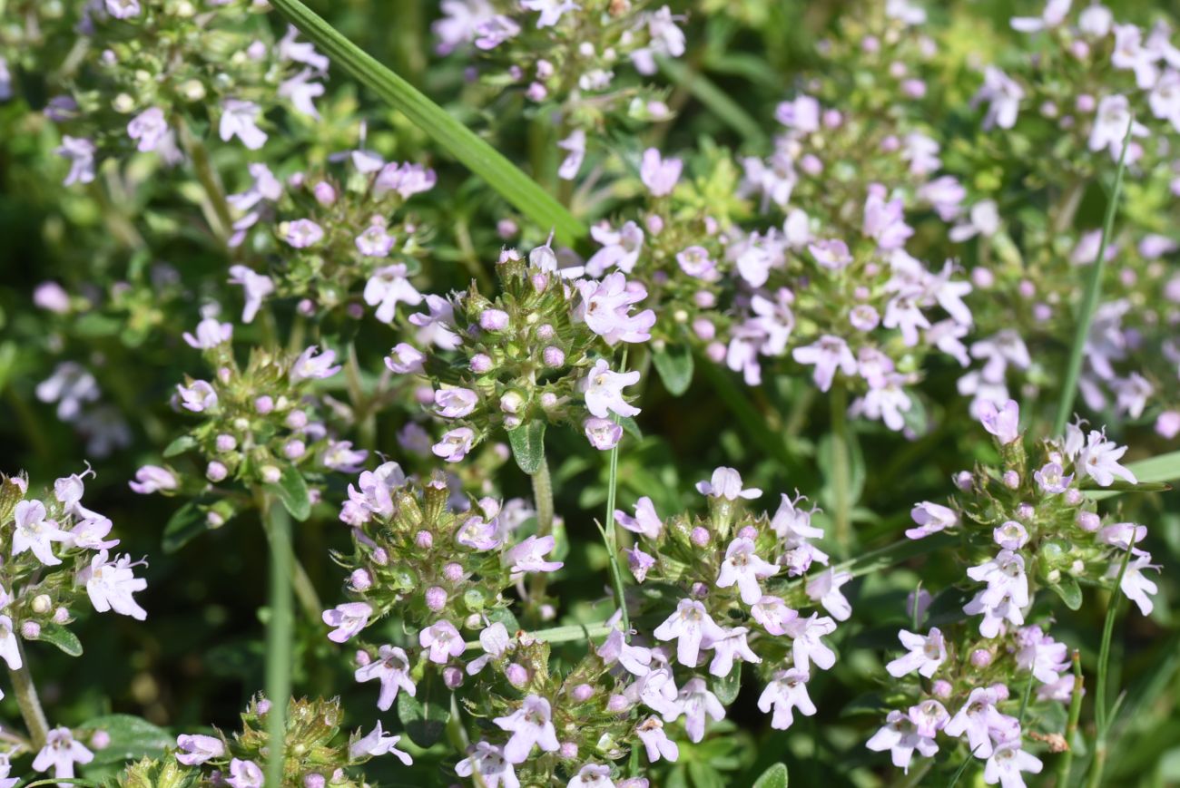 Изображение особи Thymus collinus.