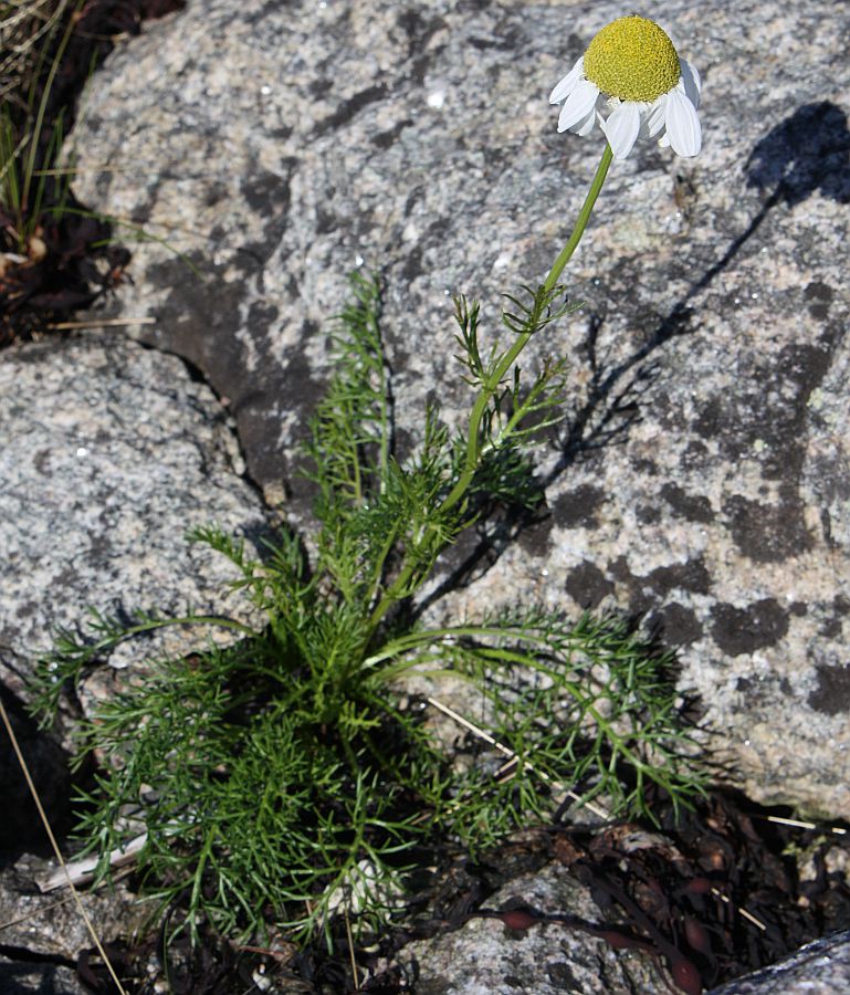 Image of Tripleurospermum subpolare specimen.