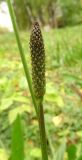 Plantago lanceolata. Нераспустившееся соцветие. Московская обл., ГО Подольск, лужайка у лесопарка \"Берёзки\". 30.09.2022.