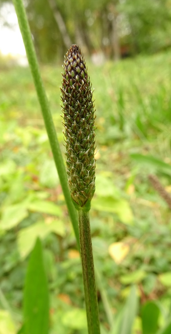 Изображение особи Plantago lanceolata.