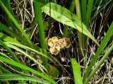 Iris ruthenica