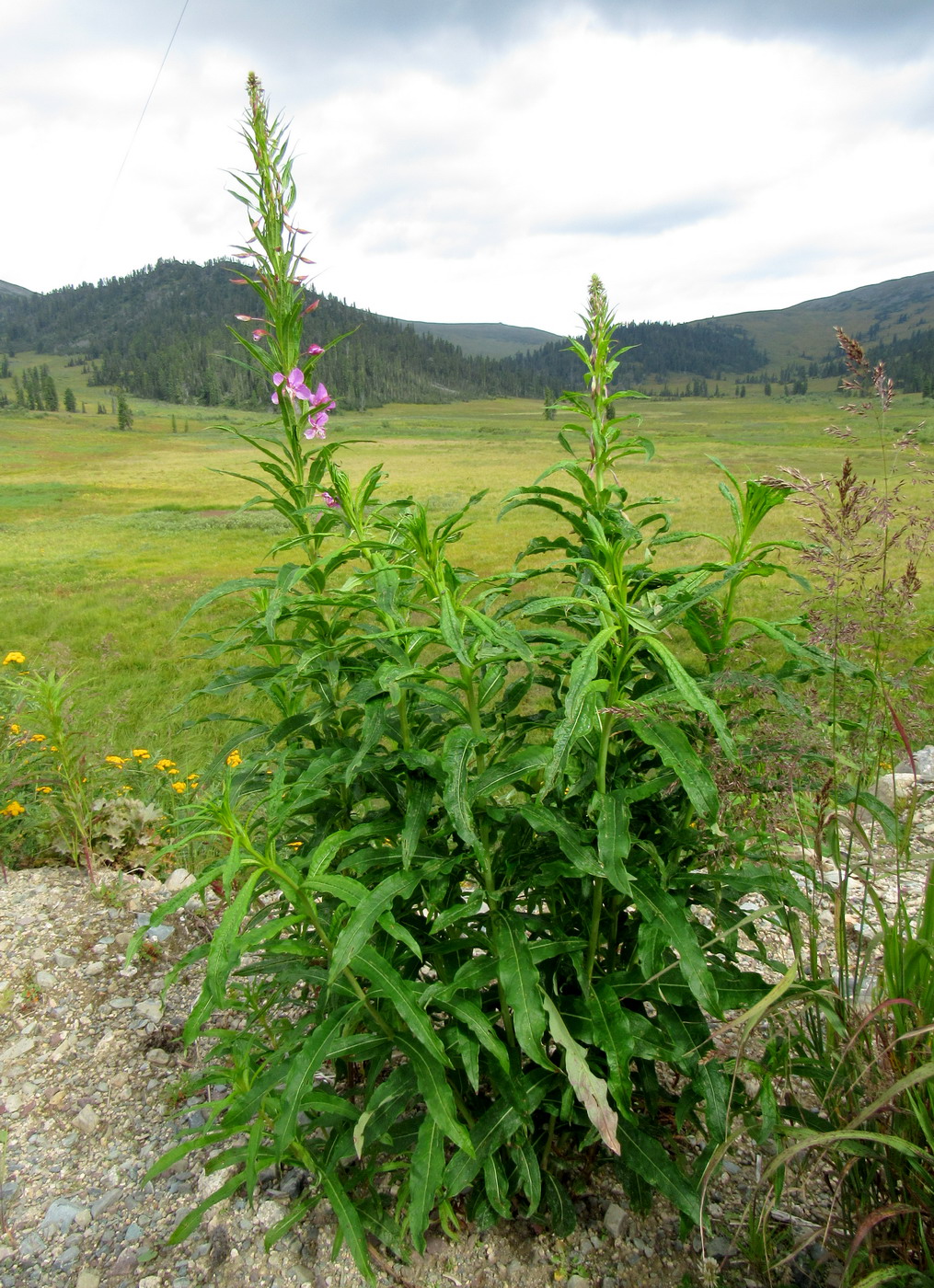 Image of Chamaenerion angustifolium specimen.