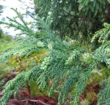 Cryptomeria japonica. Верхушка ветки с галлами(?) и микростробилами. Абхазия, Гудаутский р-н, г. Новый Афон, Афонская гора. 27.09.2022.