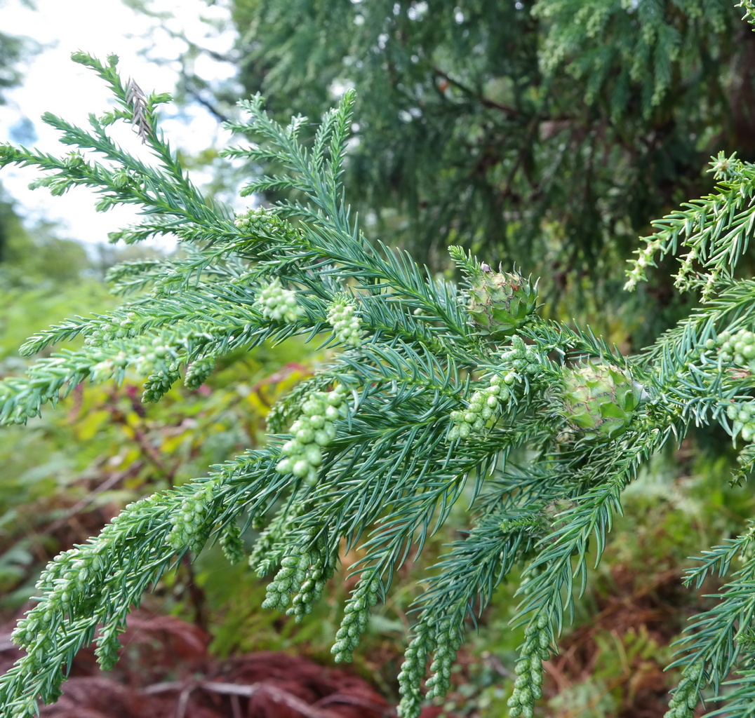 Image of Cryptomeria japonica specimen.