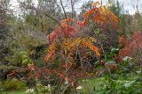 Rhus copallinum. Ветки с листьями в осенней окраске. Израиль, г. Иерусалим, ботанический сад университета. 30.11.2022.