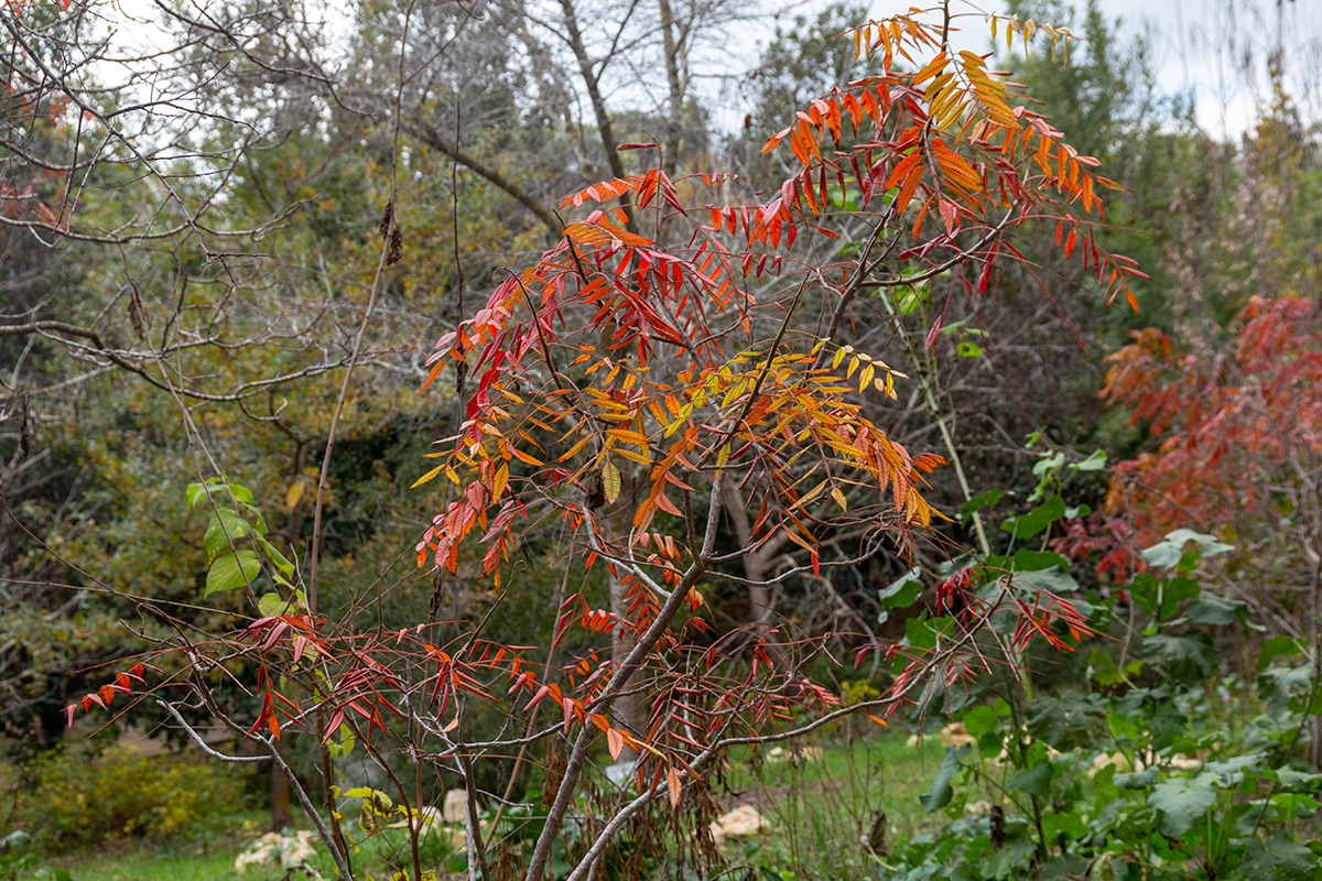 Image of Rhus copallinum specimen.
