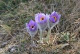 Pulsatilla taurica