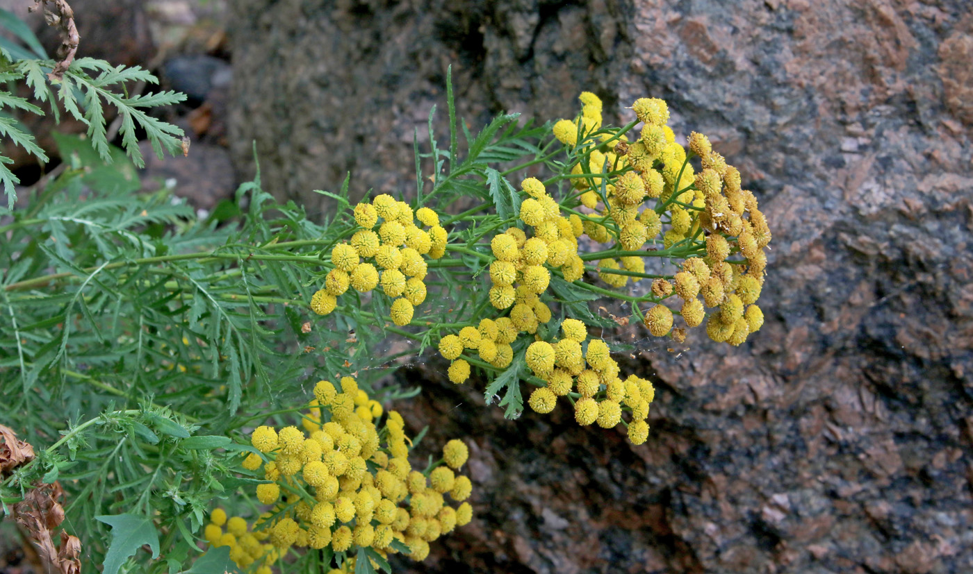 Image of Tanacetum vulgare specimen.