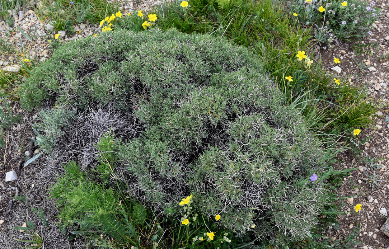 Image of Onobrychis cornuta specimen.