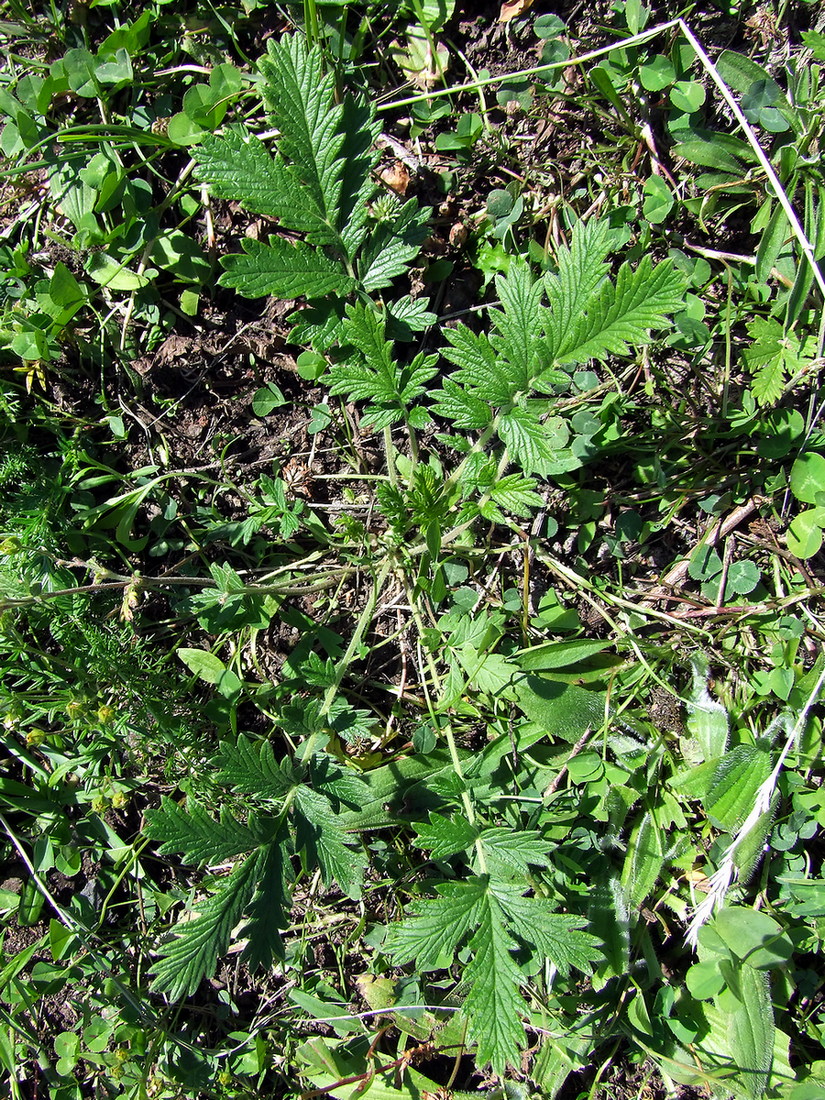 Изображение особи Potentilla pensylvanica.