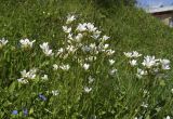 Saxifraga granulata. Верхушки цветущих растений. Испания, автономное сообщество Каталония, провинция Жирона, комарка Рипольес, муниципалитет Мольо, окр. перевала Коль-де-Арес (1513 м н.у.м), склон западной экспозиции, высокотравное сообщество на опушке смешанного леса. 08.06.2021.