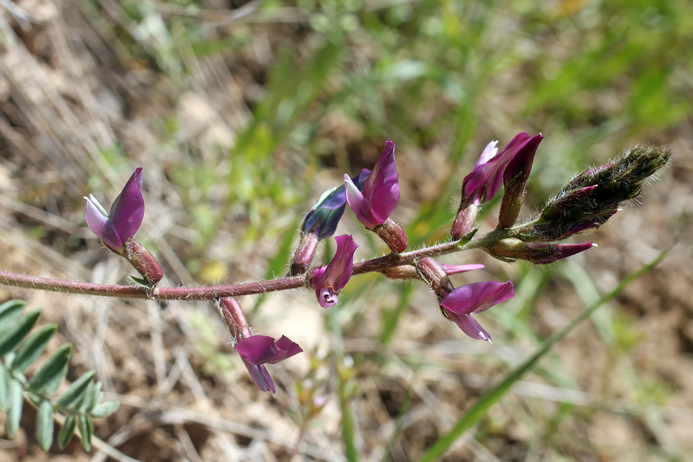 Изображение особи Oxytropis lithophila.