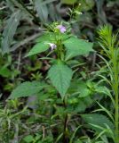 Impatiens furcillata. Верхушка цветущего растения. Приморье, Хасанский р-н, Кравцовские водопады, берег ручья. 01.08.2021.