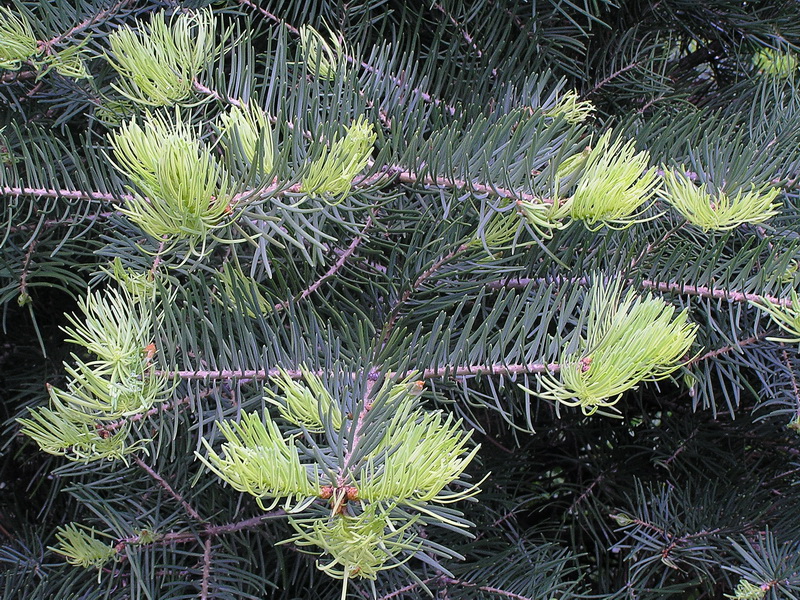 Изображение особи Abies concolor.