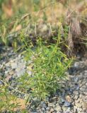 Cleome circassica. Цветущее и плодоносящее растение. Краснодарский край, Черноморское побережье Кавказа, м/о г. Новороссийск, окр. с. Широкая балка, каменистый участок на обочине грунтовой дороги среди можжевелового редколесья. 13 июня 2021 г.