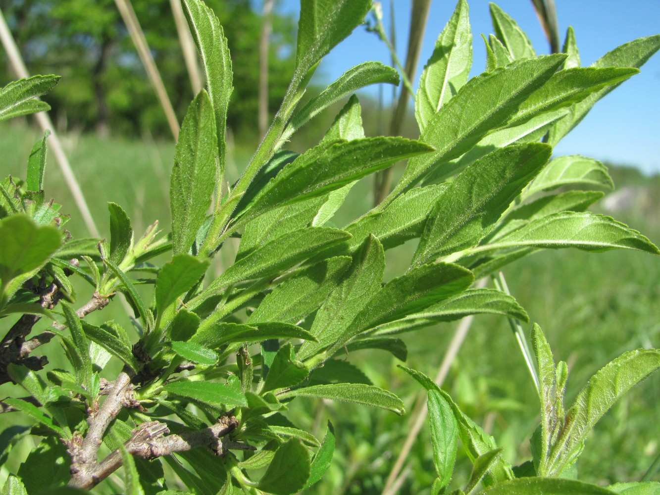 Image of genus Rhamnus specimen.