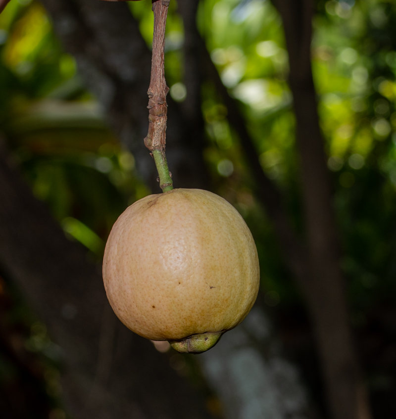 Изображение особи Syzygium jambos.