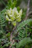 Astragalus resupinatus