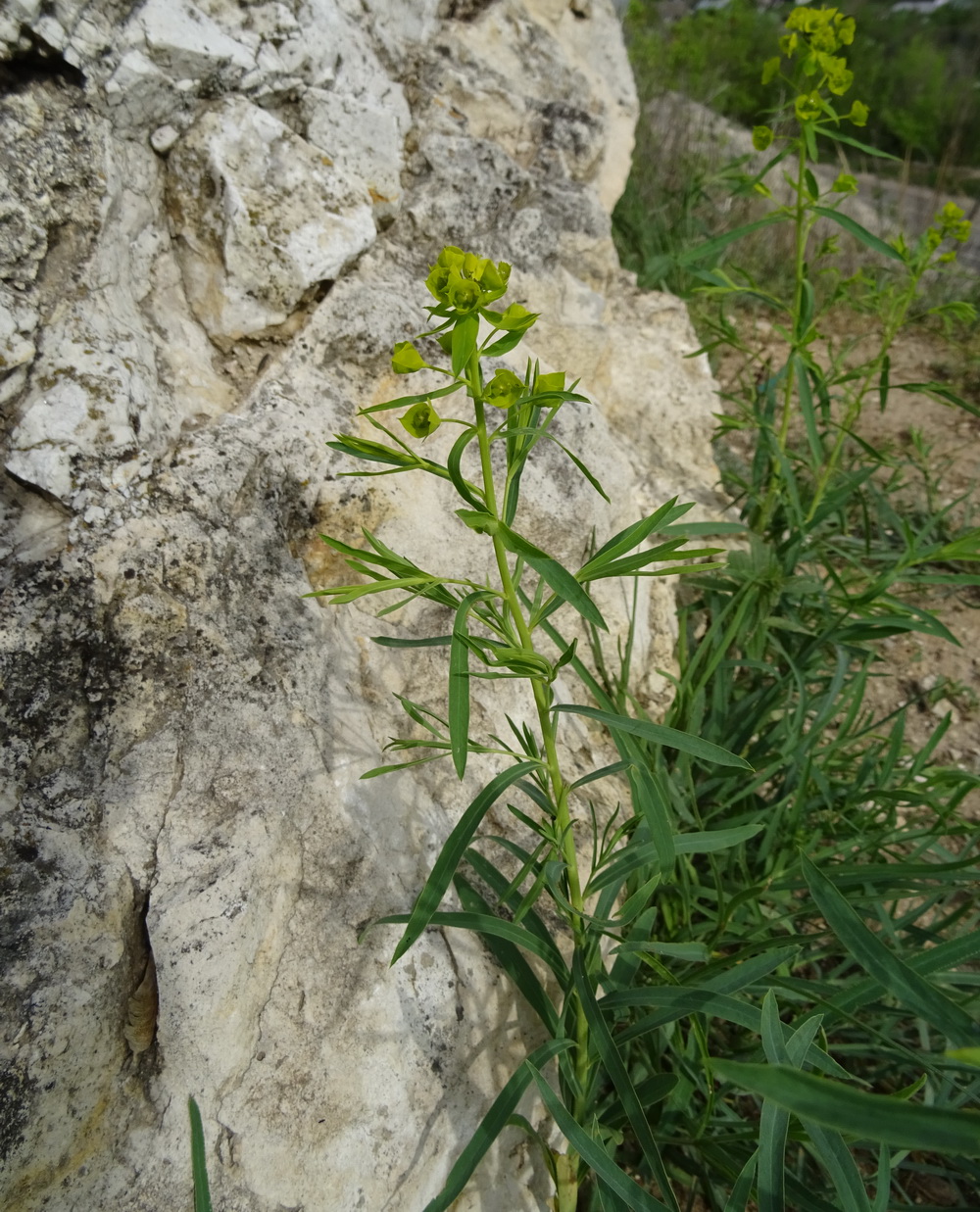 Image of genus Euphorbia specimen.