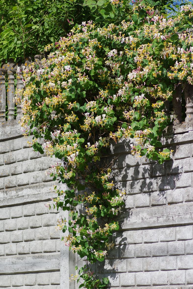 Image of Lonicera caprifolium specimen.