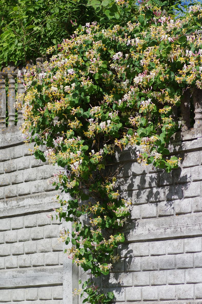 Изображение особи Lonicera caprifolium.