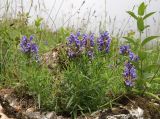 Dracocephalum austriacum. Цветущее растение. Дагестан, Докузпаринский р-н, окр. с. Текипиркент, луг. 29 июня 2023 г.