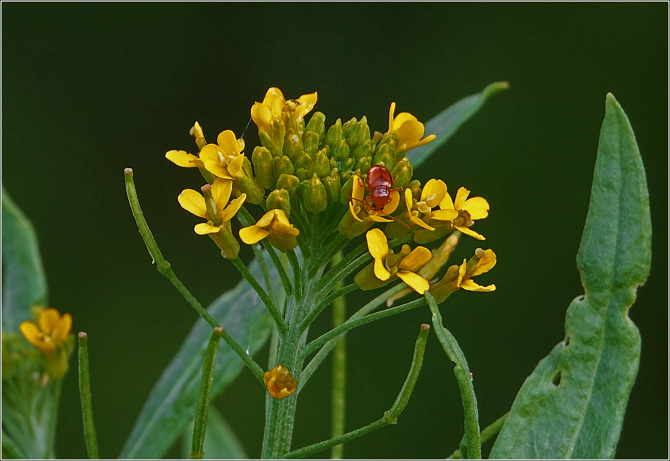 Image of Erysimum cheiranthoides specimen.